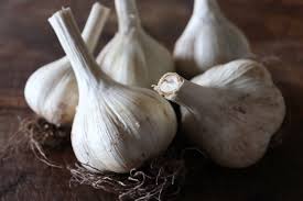 Garlic
