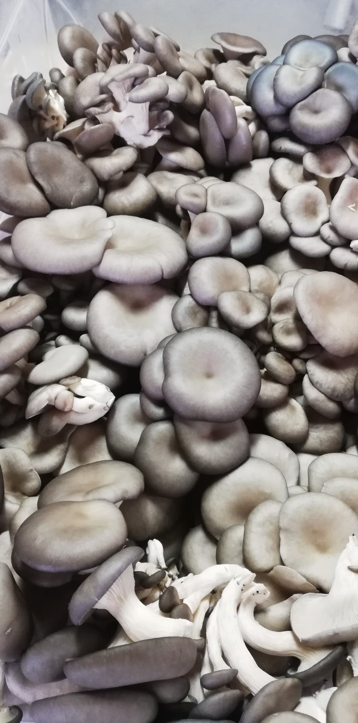 Champignons huîtres pré lb