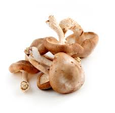 Shiitake pré lb