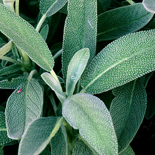 Fresh sage