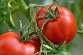 Tomato per lb